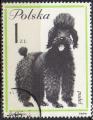 POLOGNE N 1237 o Y&T 1963 Chien (Caniche)
