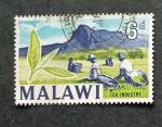 Malawi 1964 YT 6