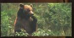 356 omnivore l' ours  IMAGE  NESTLE merveilles du monde 