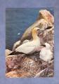 CP oiseau : Fou de Bassan ( Rserve Ornithologique des Sept-iles , Perros-Guirec