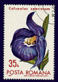 Roumanie 1971 - YT 2615 - oblitéré - fleur