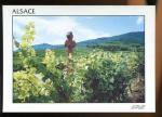 CPM neuve 67 en Alsace sur la Route des Vins
