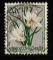 Congo Belge - oblitr - fleur (vellozia)