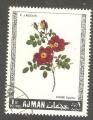 Ajman - X75  flower / fleur