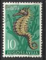 Yougoslavie 1956; Y&T n 697; 10d, faune, hypocampe