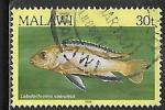 Malawi - Y&T n 479 - Oblitr / Used - 1986
