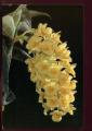 CPM neuve Fleurs Orchide  Dendrobium Densiflorum   