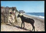 CPM non crite Espagne MARBELLA Curioso en la Playa Curieux sur la plage