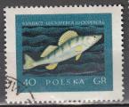 Pologne 1958  Y&T  928  oblitr   poissons