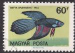 EUHU - 1962 - Yvert n 1498 - Poisson combattant siamois (Betta splendens)