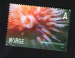 NORVEGE Timbre Stamp Urticina Eques Anmone de Mer 2005 WNS NO026.05