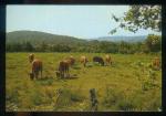 CPM  Faune Animaux Vaches au pr ( toile ) en Limousin, Pturage sur le Plateau des Millevaches