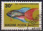 Hongrie 1962 - Aquariophilie  : poisson-paradis, 30 f - YT 1496 
