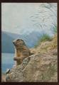 CPM Faune Animaux Marmotte faisant le Guet