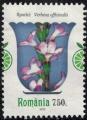 Roumanie 2023 Plantes Mdicinales Verbena officinalis Verveine officinale SU