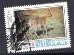 AJMAN MANAMA -  ANIMAUX AFRIQUE -  ANTILOPE -  GAZELLE GREY DUIKER 