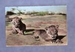 CPSM : faune africaine : lionceaux ( lion )