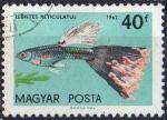 Hongrie 1962 - Aquariophilie  : guppies, 40 f - YT 1497 