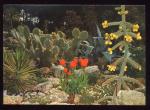 CPM neuve  BANDOL  SANARY  Jardin exotique Cactes Mexicaines