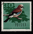 Pologne 1966 - YT 1570 - oblitr - geai eurasien