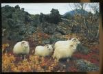 CPM neuve Iceland Sheep Islande Moutons