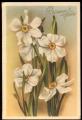 CPSM  Bonne Fte Fleurs Narcisse