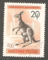 Hungary - Scott 1346  kangaroo / kangourou