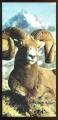 367 le mouflon du Canada  IMAGE  NESTLE merveilles du monde 