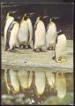 CPM  Animaux PINGOUINS  Zoologischer Garten Basel  Zoo de Ble