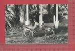 ALGERIE, COLOMB BECHAR : Les gazelles du Jardin Public 