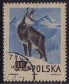 Pologne/Poland 1954 - Animaux des forts : isard, obl. - YT 787 