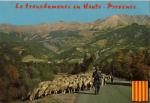 La Transhumance en Haute-Provence - berger, moutons, blason de la Provence, neuv