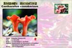 Vignette de fantaisie, Mushrooms Encyclopedia, Cantharellus cinnabarinus