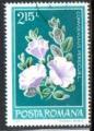 Roumanie Yvert N3160 oblitr 1979 Fleur Convolvulus