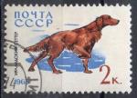 URSS N 2918 o Y&T 1965 Chiens (setter)