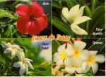 TAHITI - Fleurs de Tahiti : hibiscus (aute), tiars & tipanier