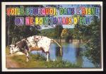CPM humoristique Voil pourquoi dans l'Aisne on ne boit jamais d'eau  Vache Vaches Boeuf