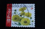 Belgique - Chrysanthme (autoadhsif) - Anne 2005 - Y.T. 3417 - Oblit. Used.