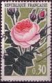 1357 - Rose ancienne - oblitr - anne 1962