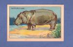 Image : Hippopotame ( srie les animaux sauvages )
