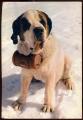 CPM  Animaux  chiens chien KOKO Le Saint Bernard des Neiges