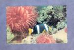 CPSM poisson : Aquarium Marin de Monaco : Clown Noir .