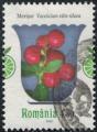 Roumanie 2023 Plantes Mdicinales Vaccinium vitis idaea Airelle rouge SU