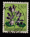 Congo Belge - oblitr - fleur (schizoglossum)