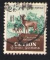 Sri Lanka 1954 Oblitr rond Used Stamp Ceylan Ruhuna National Park Cerf