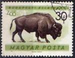 Hongrie 1961 - Jardin zoologique de Budapest : bison, 30 f - YT 1414 