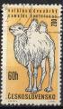 Tchcoslovaquie 1962; Y&T n 1216; 60h, faune, chameau