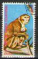 **  GUINEE EQUATORIALE    1 e  1975  YT - 70N  " Macaque rhsus "  (o)  **