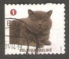 Belgium - OBP 4232   cat / chat