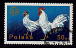 Pologne 1975 - YT 2217 -  oblitr - coq